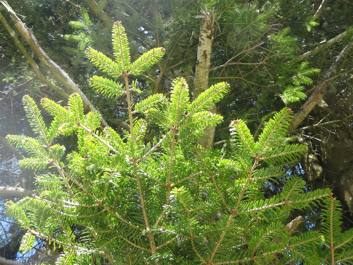 Abies alba (Pinaceae)
